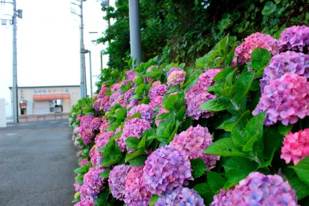 Invisible myself behind the hydrangea flowers from glance on the beach(❁ᴗ͈ˬᴗ͈)