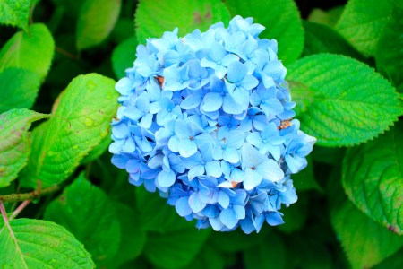 Japanese original hydrangea blue.