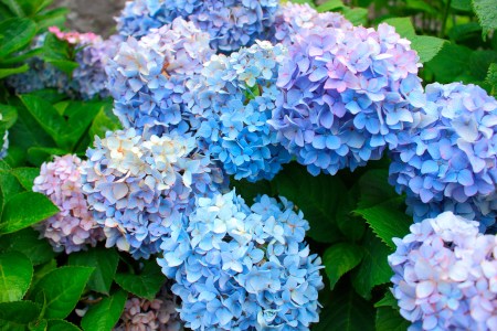Watery hydrangea road along Yokosuka-MOA