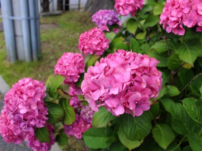 Pinky hydrangea road along Yokosuka-MOA