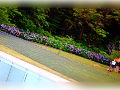 Surrounding hydrangea road along Yokosuka-MOA