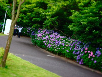 Surrounding hydrangea road along Yokosuka-MOA