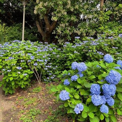 Hydrangea seeing promenade (*´꒳`*)