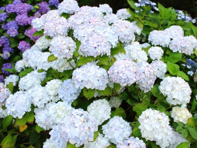 Hydrangea like a bride (⑉ ॢ• • ॢ⑉)❤︎