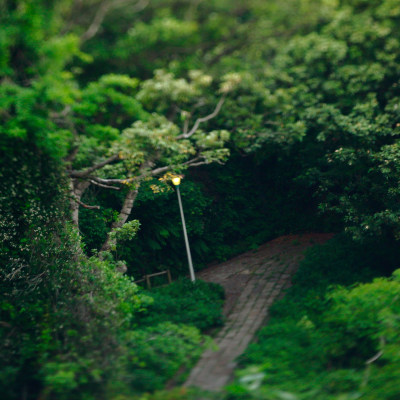 Forest from our eyes