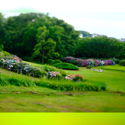 My sight in the green garden...