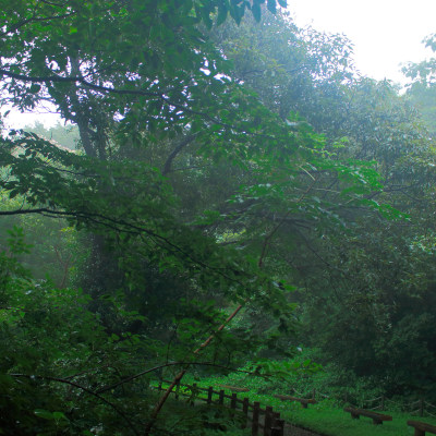 Mystical moist forest in Kannonzaki☁︎*.