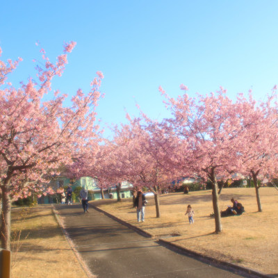Kannonzaki✿Cherry Trees