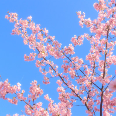 Kannonzaki✿Cherry Trees