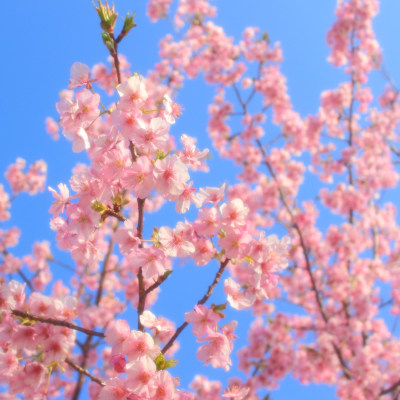 Kannonzaki✿Cherry Trees