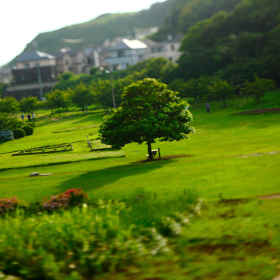 A tree with brilliant air...