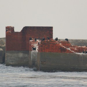 From the photo zoomed in, this structure is NOT assembled with Flemish but English. So Flemish bricks in Kurihama beach are not from there.