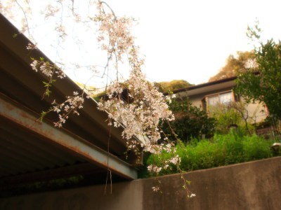 This Shidare-zakura cherry tree is over than 100 years old!