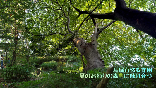 Walking in the forest of Mabori