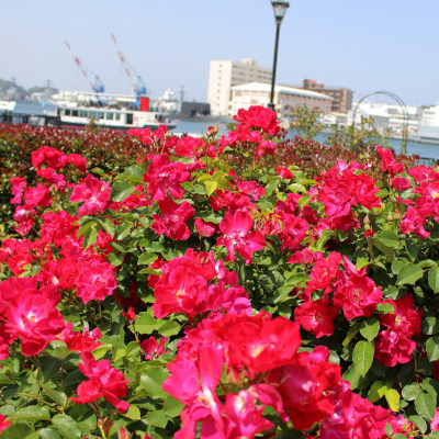 Fashionista - Dancing rose