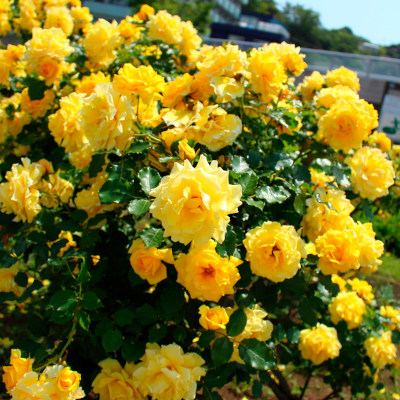 The variety is Gold Bunny, but no rubbits. :)