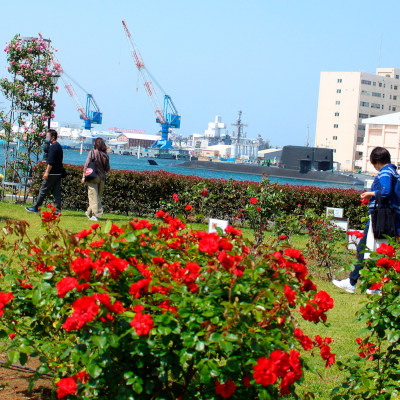 Little cute roses(*´˘`*)♡