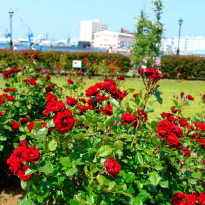 Genuine figures of the rose flowers!!