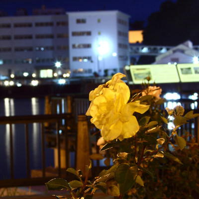 Rose garden in Verny Park night