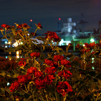 Rose garden in Verny Park night