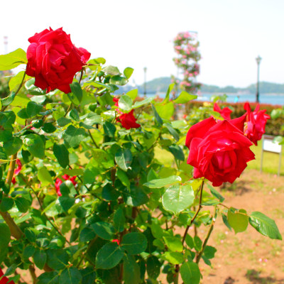 Less bloom than I'd thought...