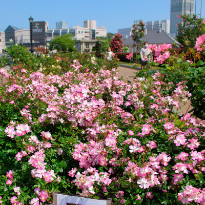 Japanese pink of Sakura - cherry bloom