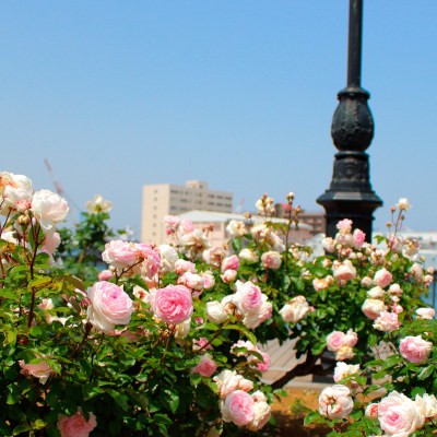 White rose in Verny Park