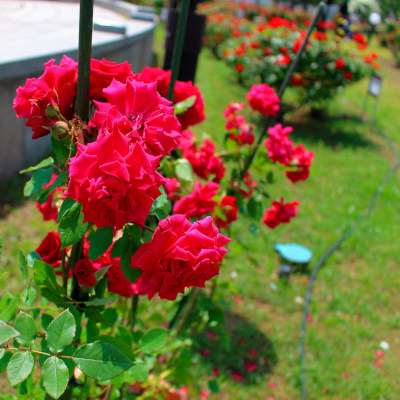 Appreciation for Western Samurai