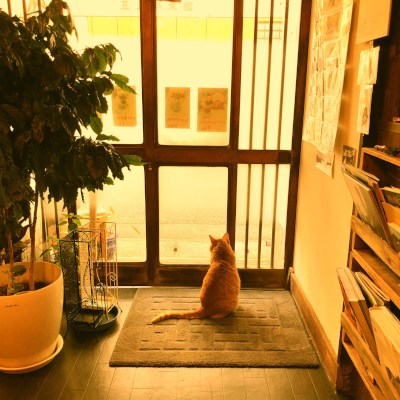 A cat near by the window in cafe store