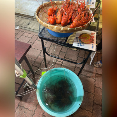 We had a nice festival in this year: Ise shrmps there was today!! ٩(.› ‹.♡)۶