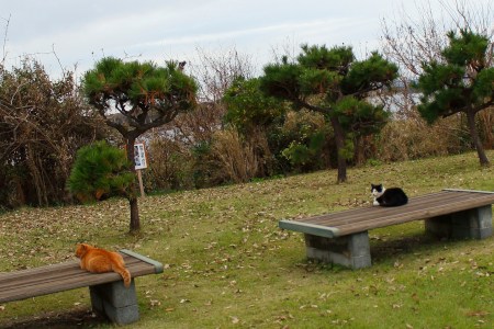 Miao! (*ฅ́˘ฅ̀*)