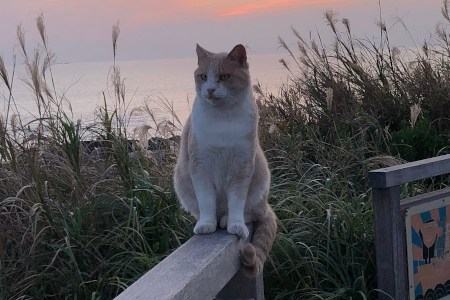 Cat: You are also to take the photo of me, aren't you??