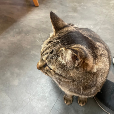 Cats innocently in Jogashima