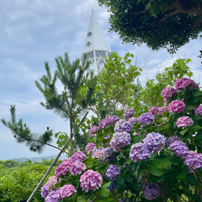 Little island hydrangea flowers(˶ ･ᴗ･ )੭