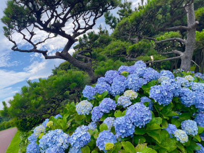 Little island hydrangea flowers(˶ ･ᴗ･ )੭