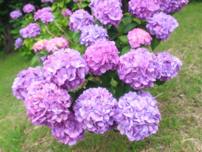 Little island hydrangea flowers(˶ ･ᴗ･ )੭