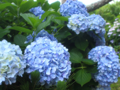 Little island hydrangea flowers(˶ ･ᴗ･ )੭