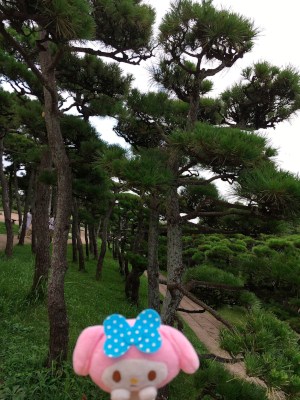 Pine trees in Jogashima park