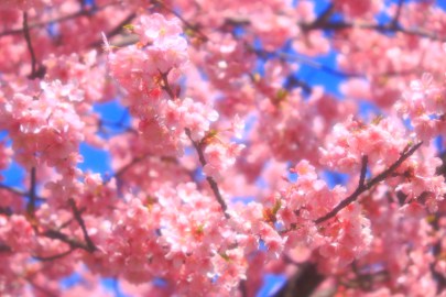 Girly bloom... - Using soft filtering.