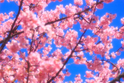 Girly bloom... - Using soft filtering.