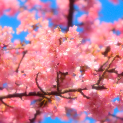 Girly bloom... - Using soft filtering.