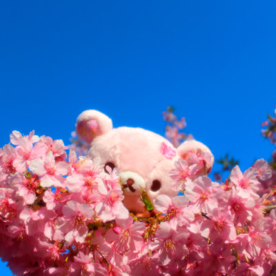 ♡Cherry color Rilakkuma♡