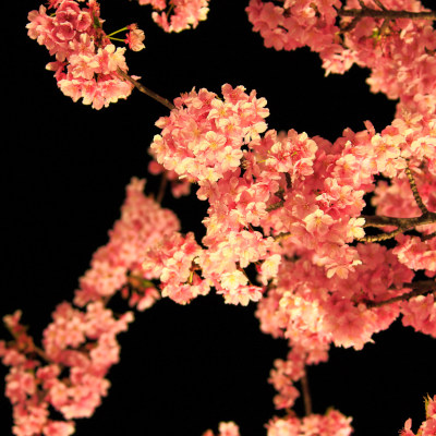 ✿Night cherry trees of Miura :) ✿