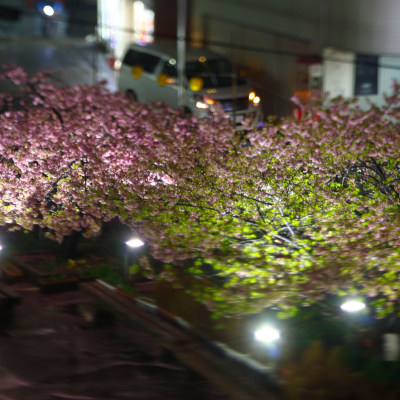 Colors like a Sakura-Mochi cake.(*´˘`*)♡