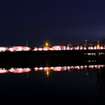 ✿Night cherry trees of Miura - Last light along the railway...✿