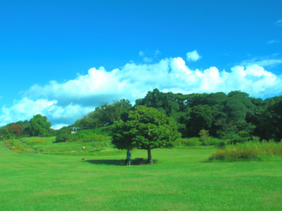 Summer green of Kannonzaki garden
