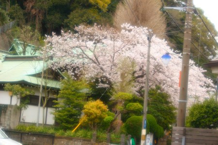 *｡.(♥´꒳`*)Spring shrine time at Kano Shrine(*˘ᗜ˘♥).｡*