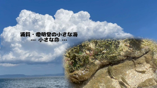 ♥The huge ocean presents a little life♥