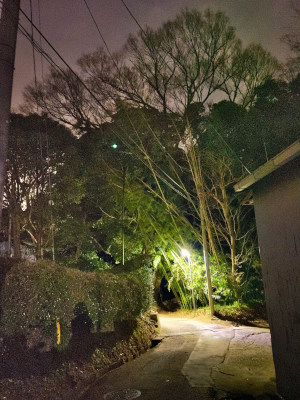 Going to grove of bamboo, arrived!