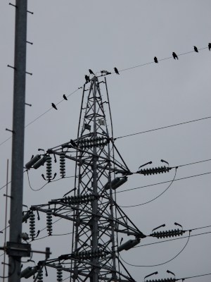 Geometric Material of the power lines ٩(.› ‹.♡)۶ Many birds are resting.